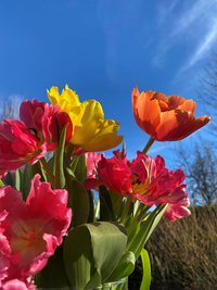 Vorboten des Frühlings (Bildquelle: Kreis Coesfeld, Swenja Janning)